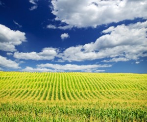 Agricultural landscape of corn field on small scale sustainable farm
