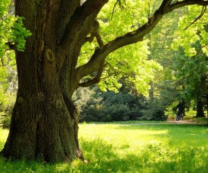 Mighty oak tree